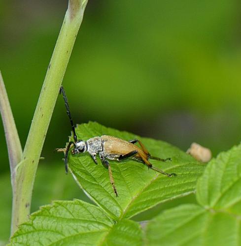 Stictoleptura rubra